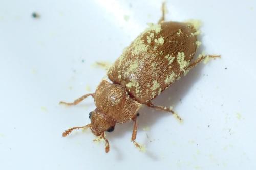 Byturus tomentosus